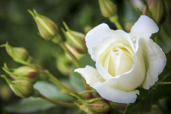 Funeral Ceremonies